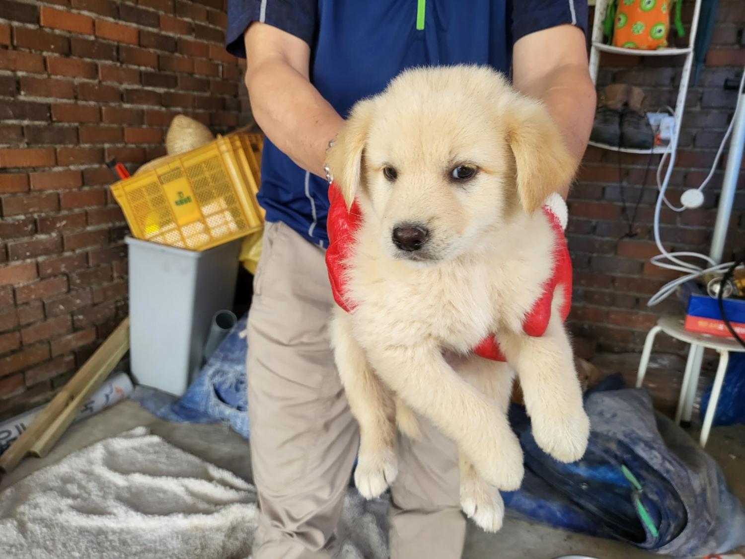 고흥군임시보호센터_446488202300180
