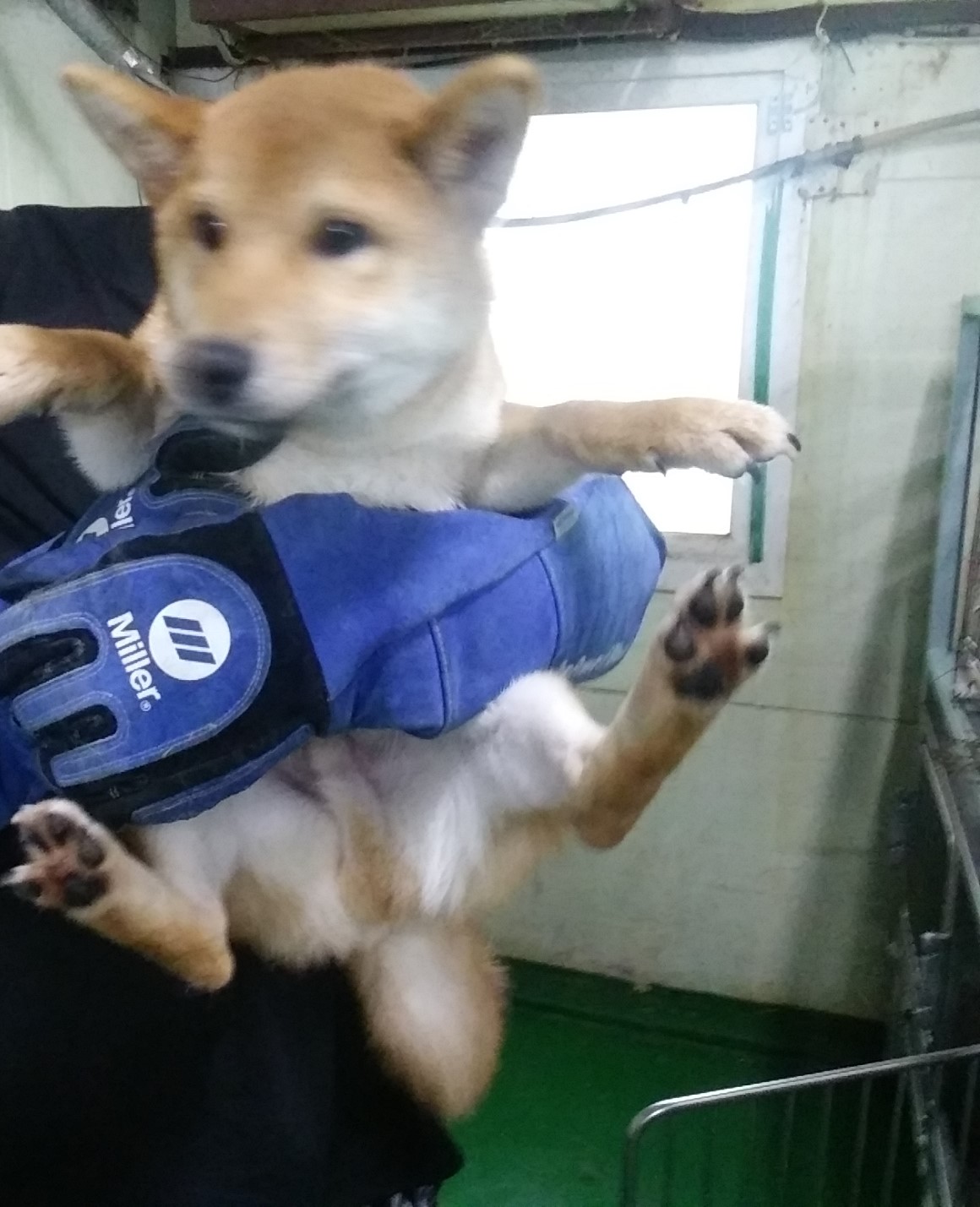 인천광역시수의사회_428353202300832