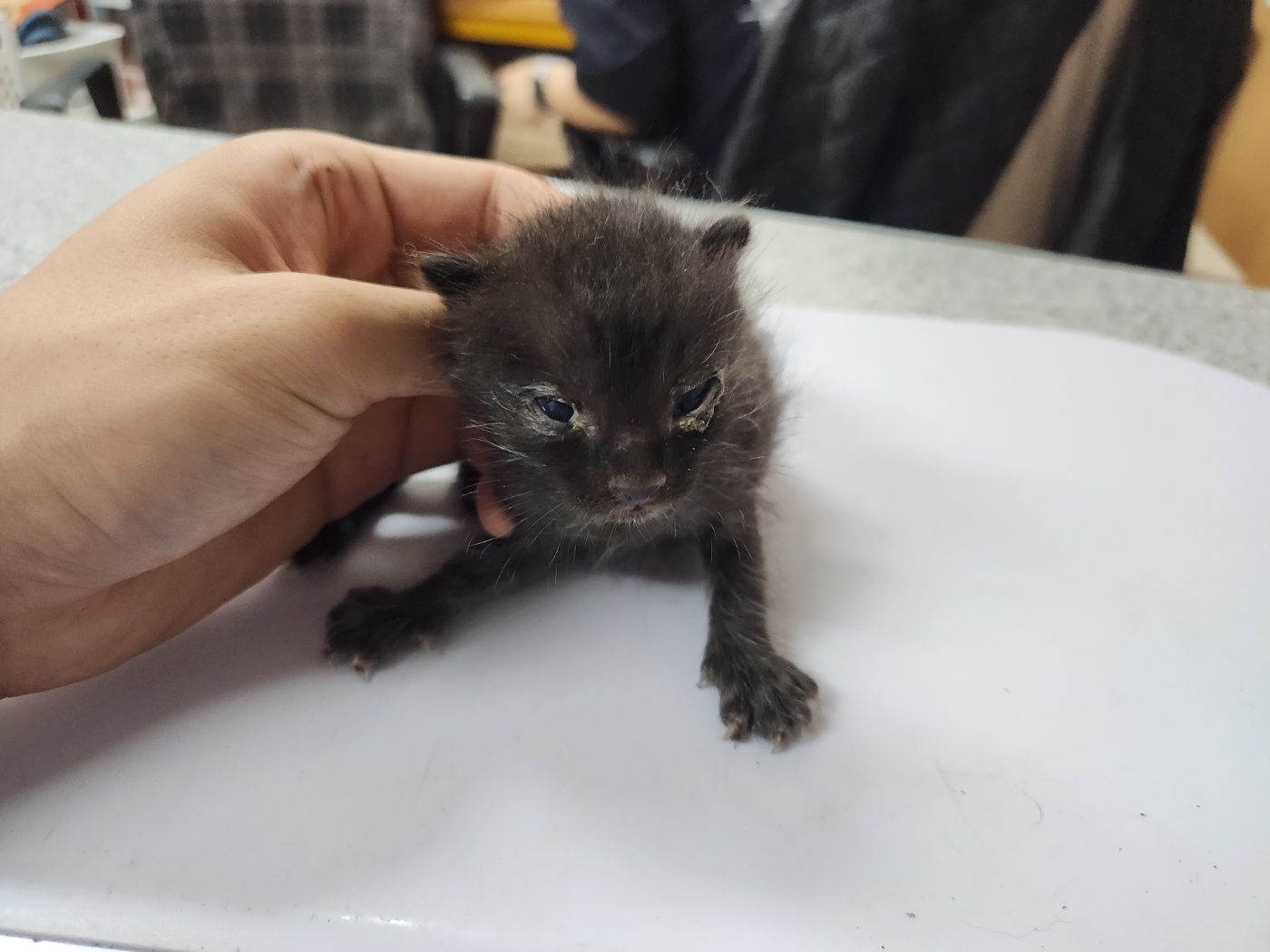광주 동물보호소_429361202300276