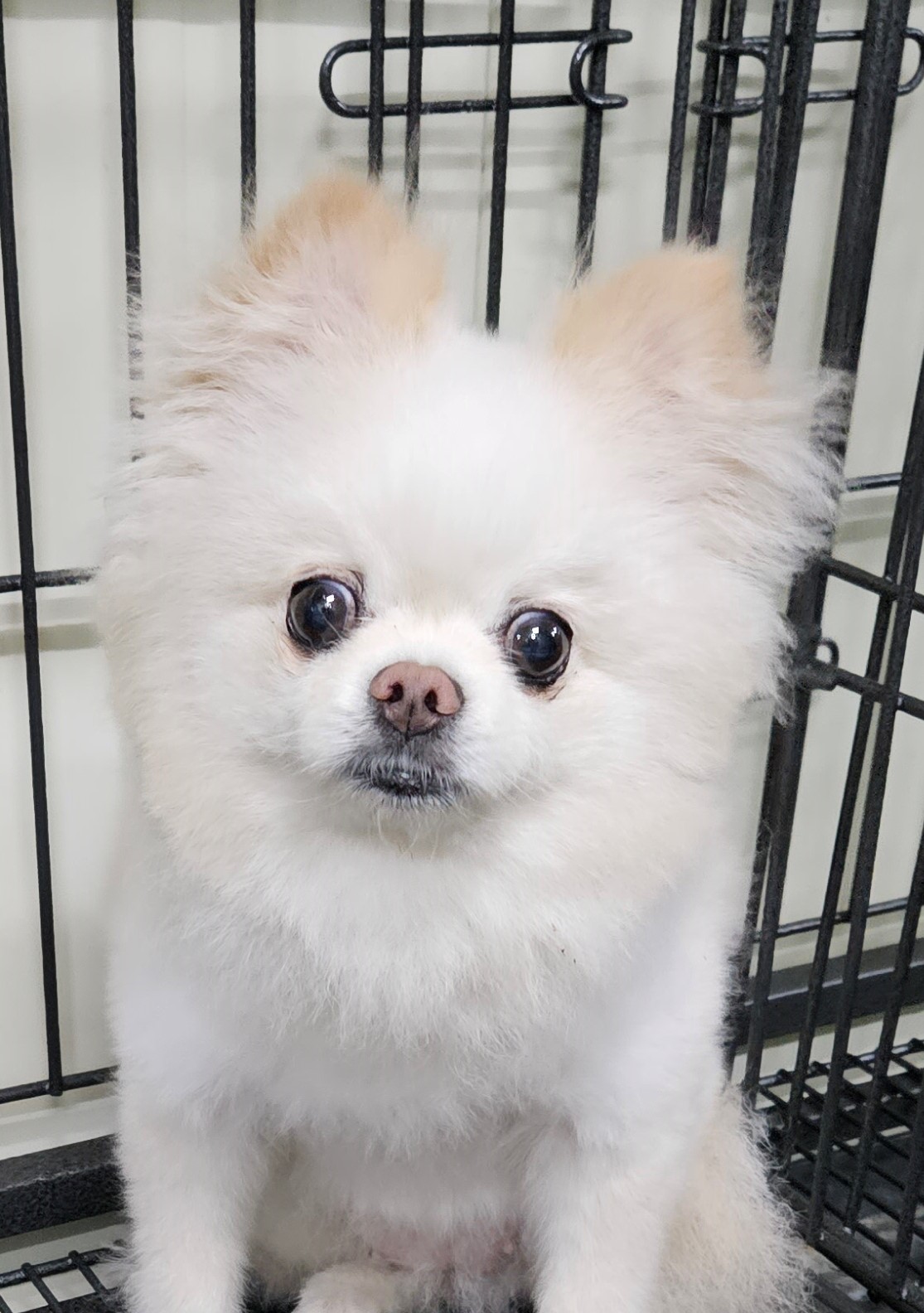 대구유기동물보호협회_427344202300214