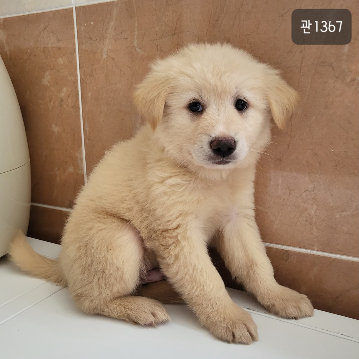 고양시동물보호센터_441394202301367
