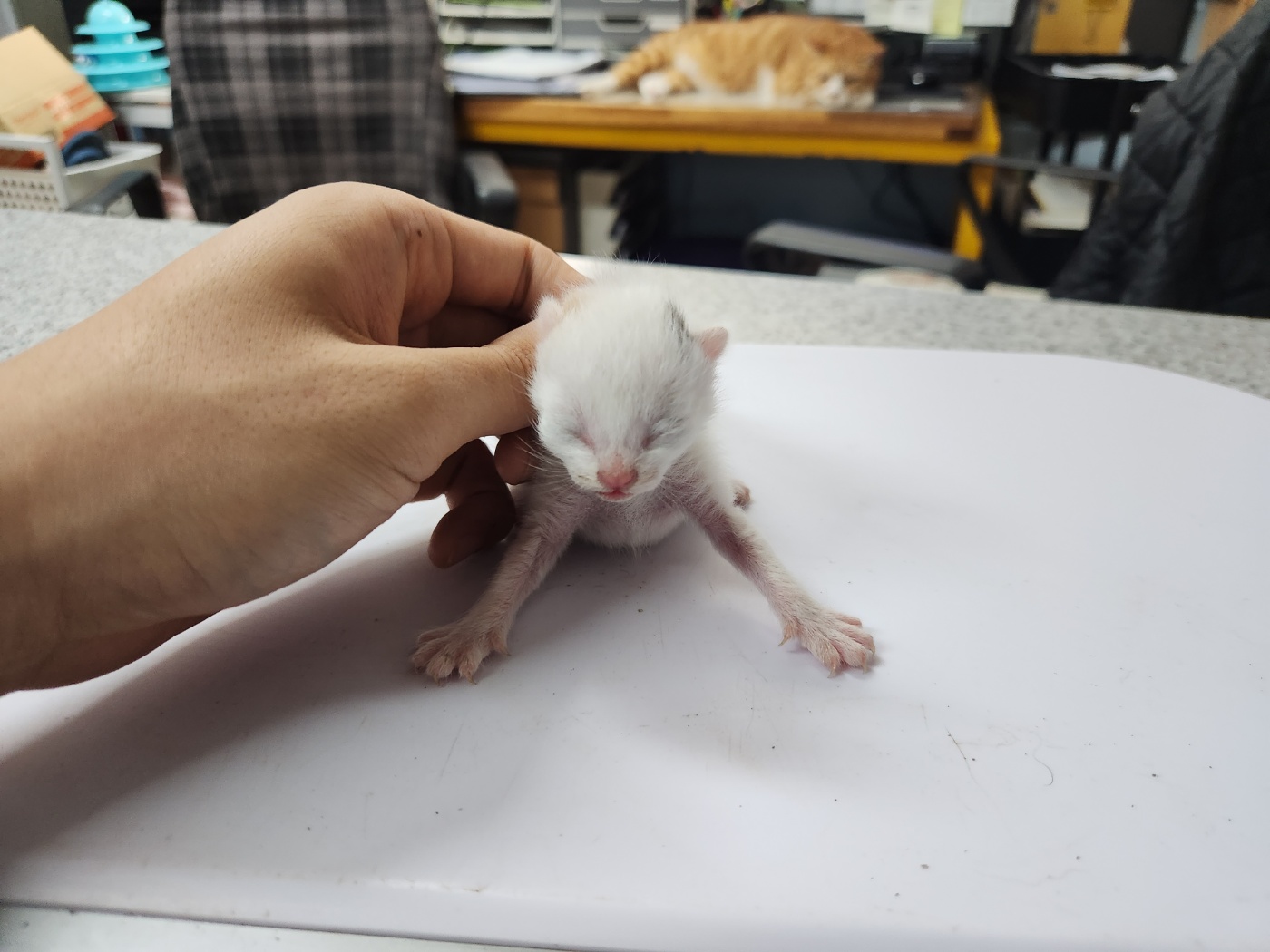 광주 동물보호소_429362202300564