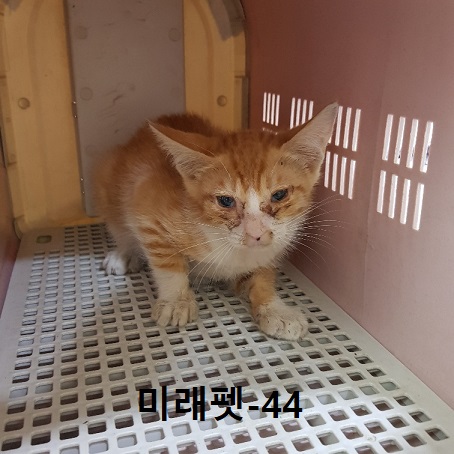 미래펫동물병원_431370202300643