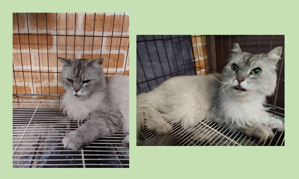 스타캣츠_441393202301201