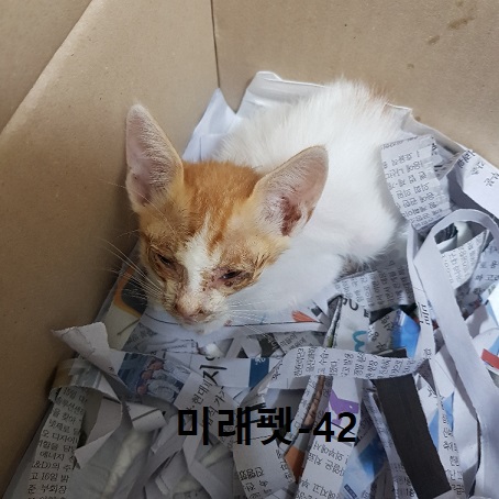 미래펫동물병원_431370202300641