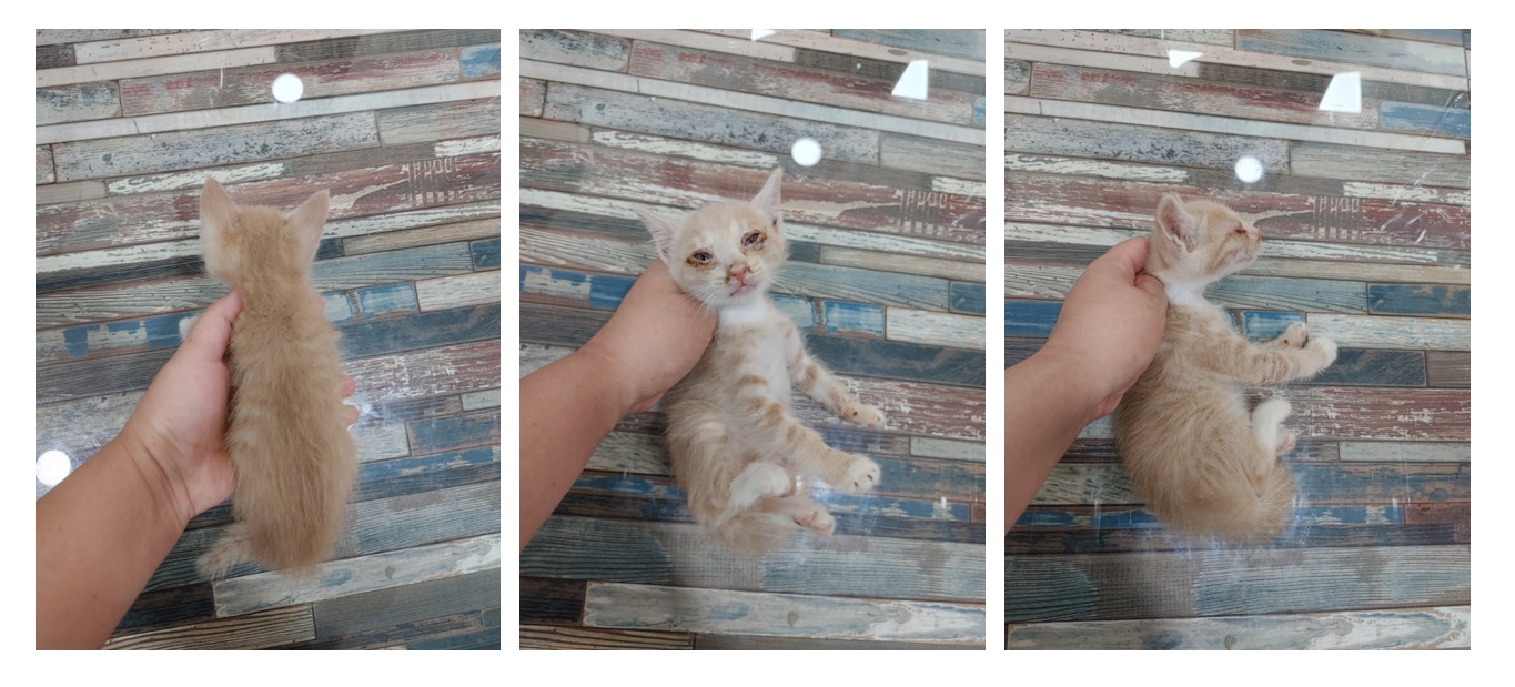 스타캣츠_441393202301200