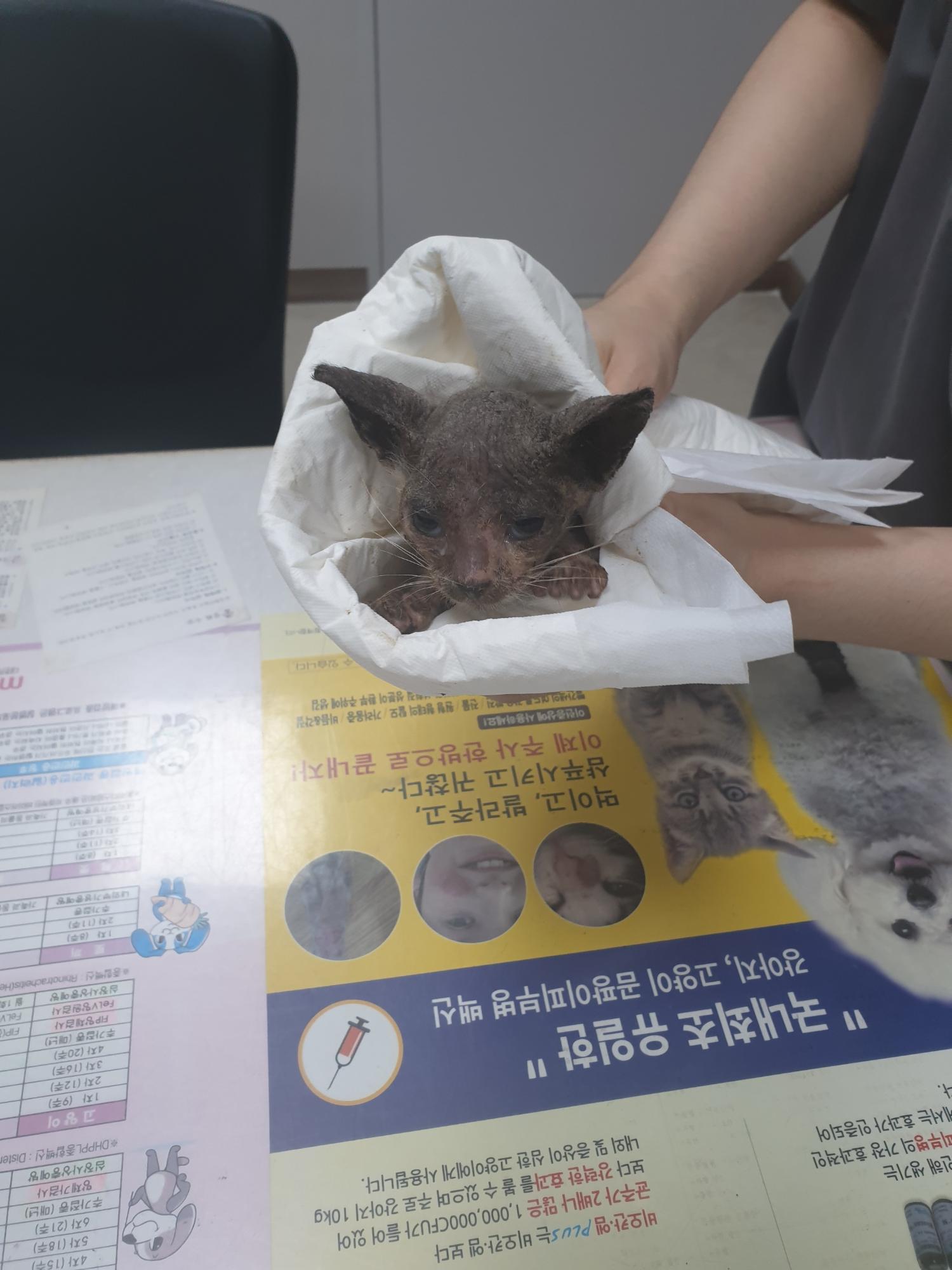 대구시수의사회(평리)_427343202300560
