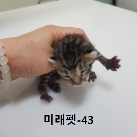 미래펫동물병원_431370202300642