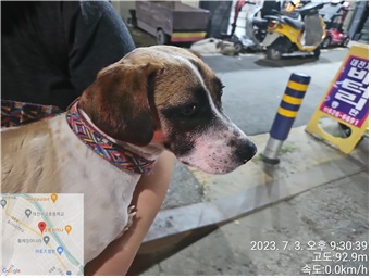 대전동물보호센터_430365202300313
