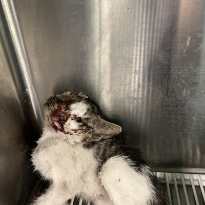 누리동물병원_426331202300205