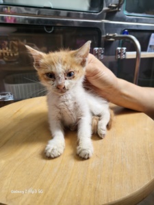 제주 동물보호센터_450650202302258