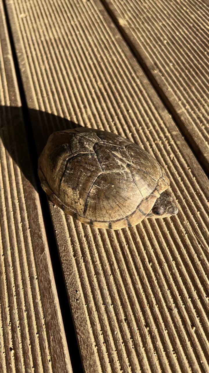 남양동물보호센터_441553202302066