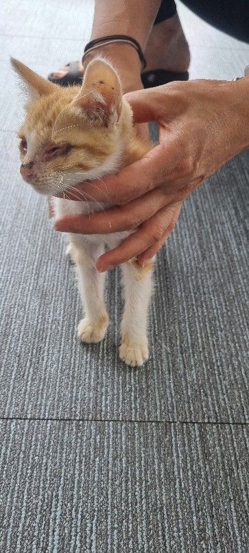 고령군 임시보호소_447520202300268
