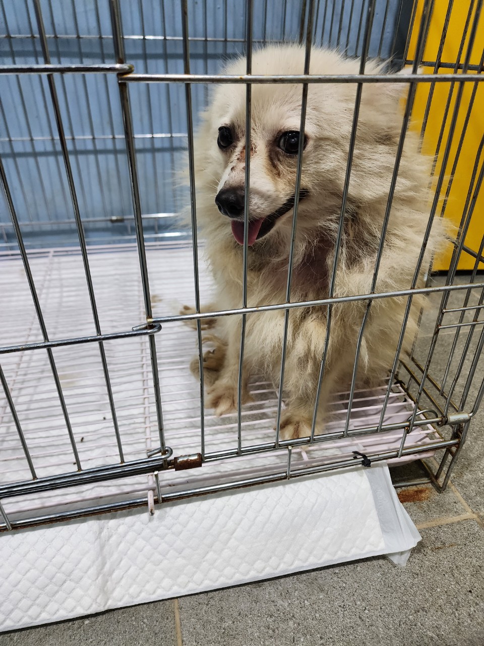 양평군유기동물보호소_441417202300651