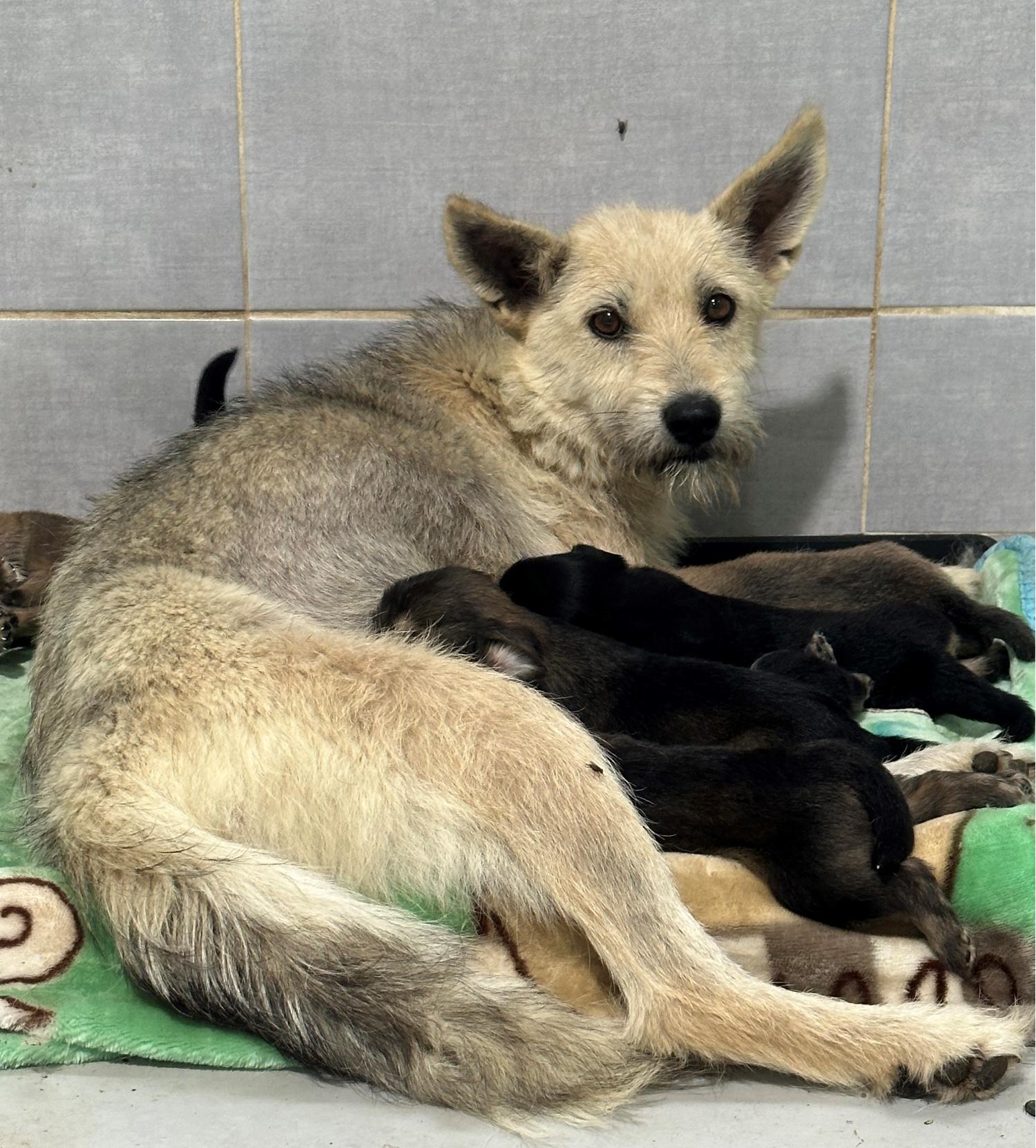 울진군동물보호센터_447525202300241