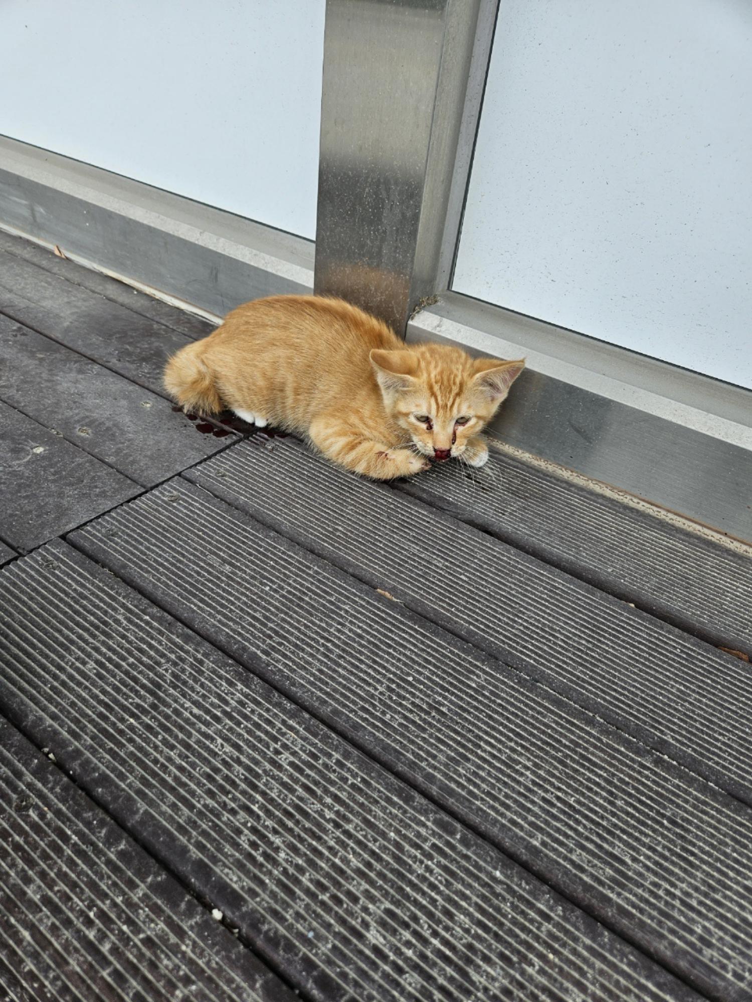 강릉시 동물사랑센터_442420202300386
