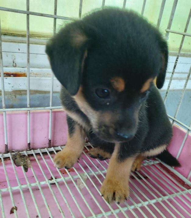 보령시유기동물보호소_444451202300628