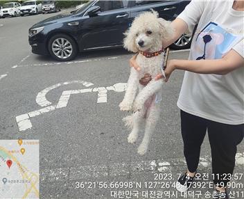 대전동물보호센터_430368202300315