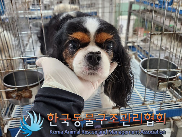 한국동물구조관리협회_411322202300415