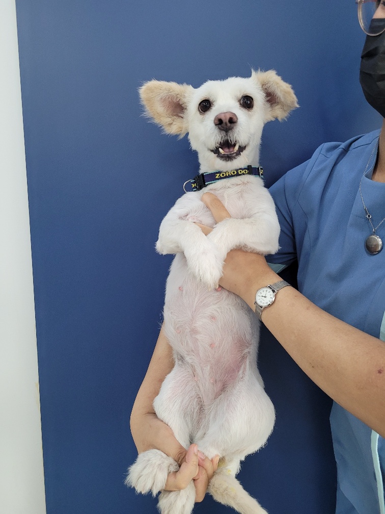대구시수의사회(삼성)_427343202300563