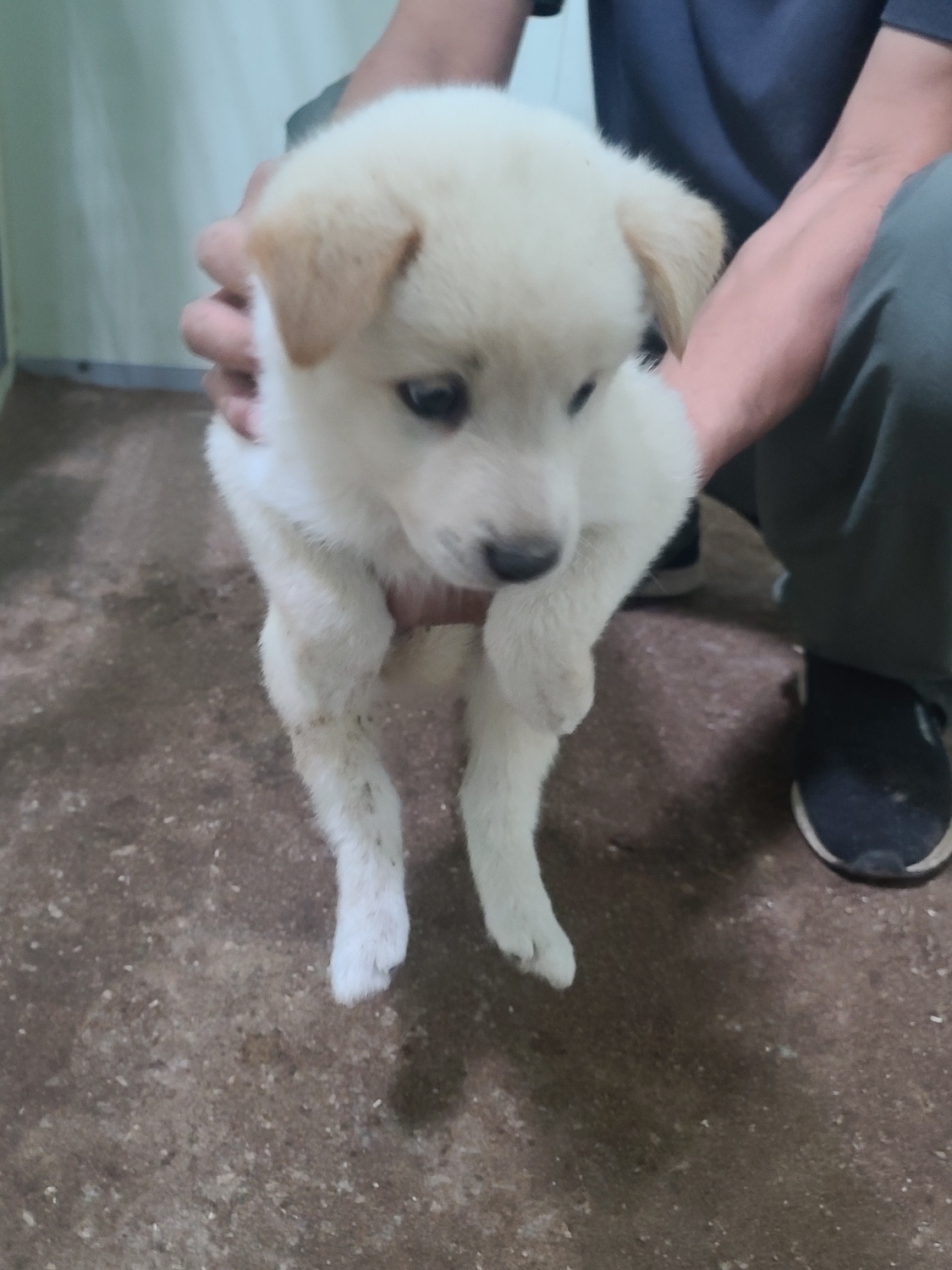 평택시유기동물보호소_441391202301655