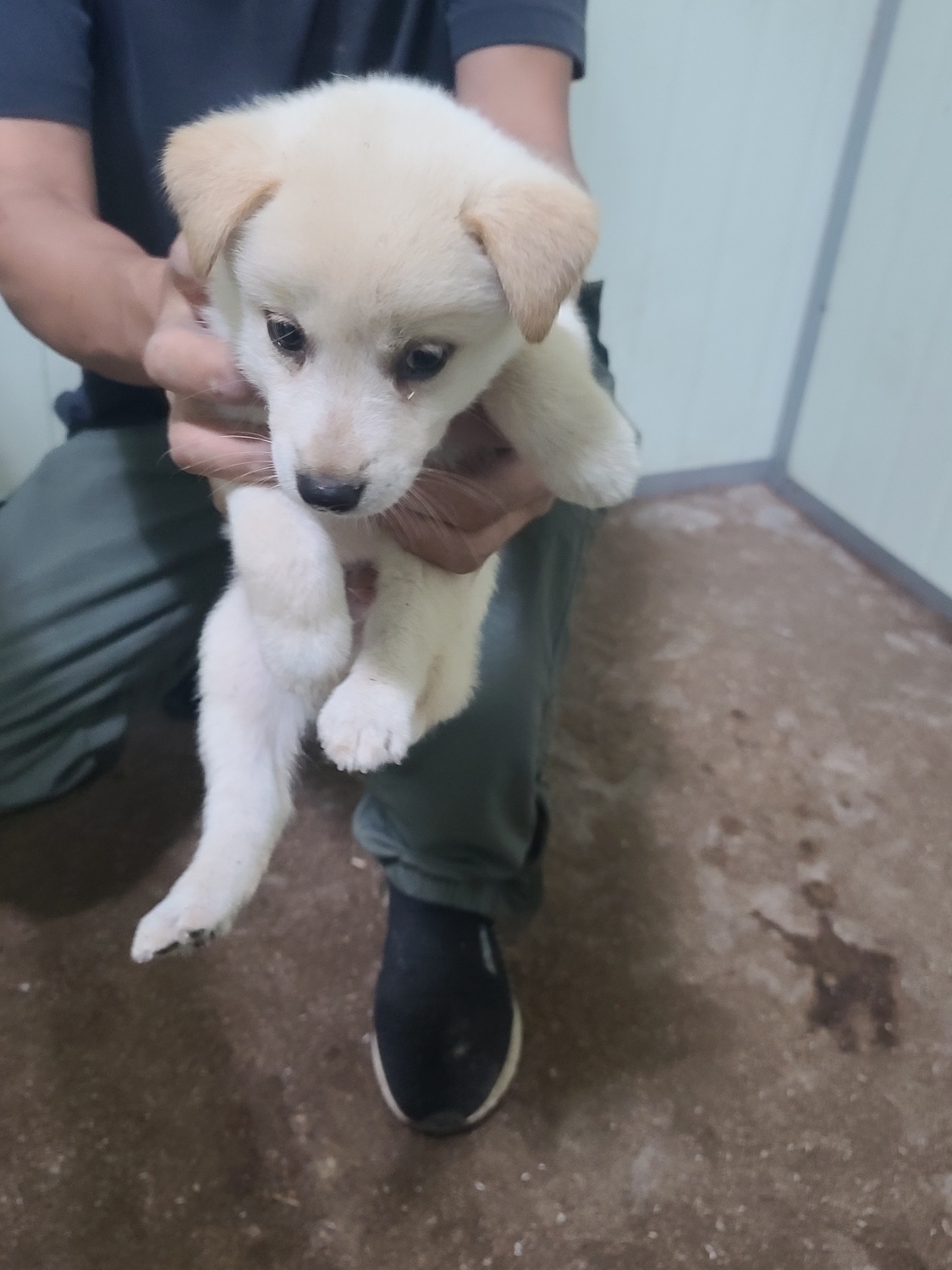 평택시유기동물보호소_441391202301658