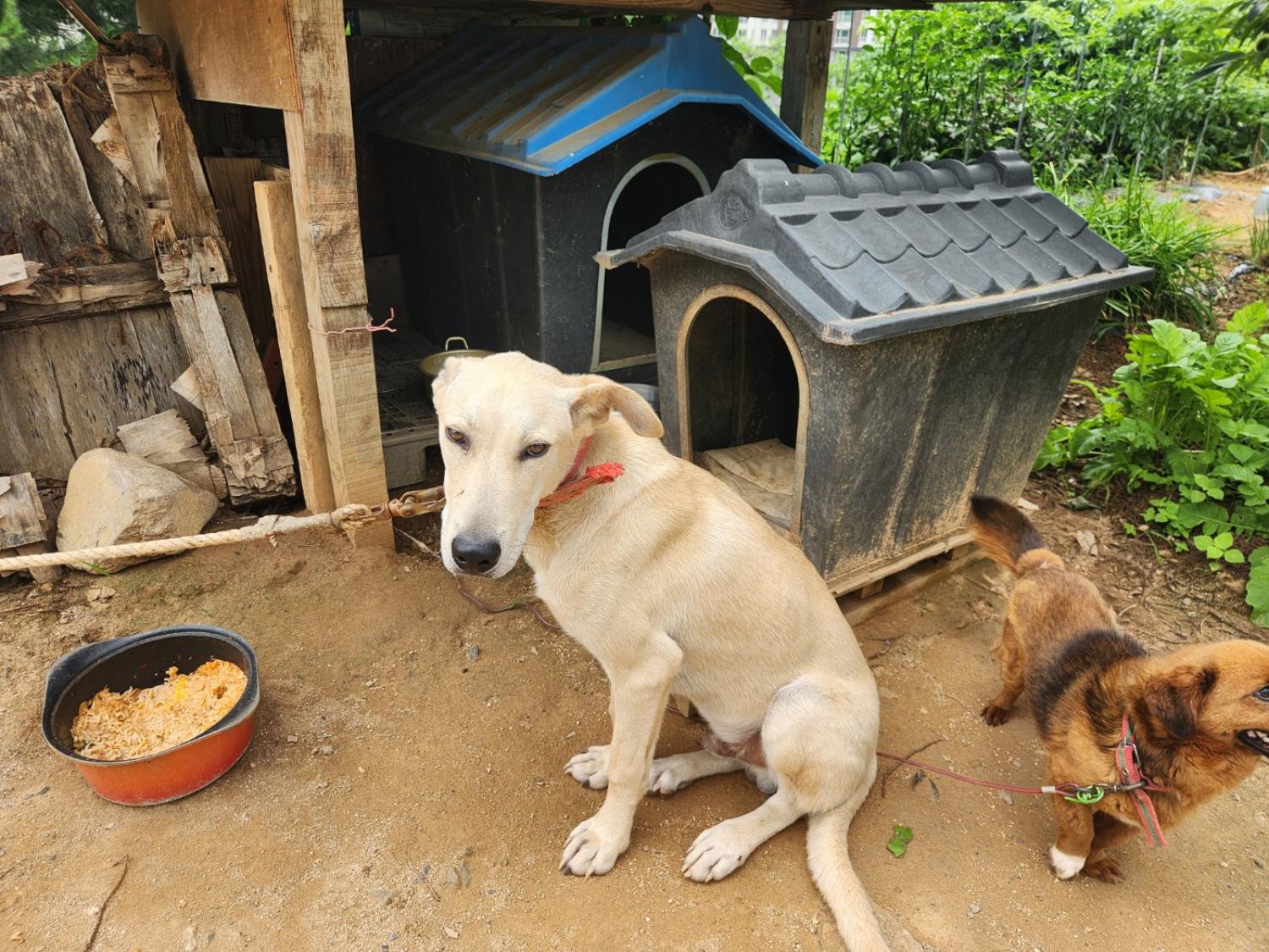 칠곡유기동물보호센터_447522202300134