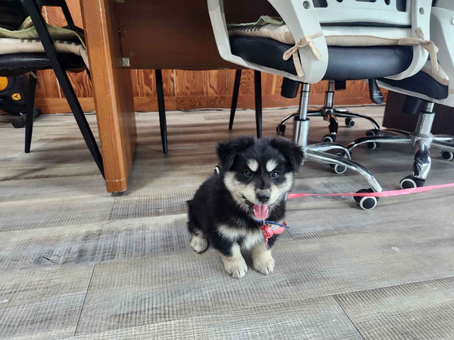 칠곡유기동물보호센터_447522202300130