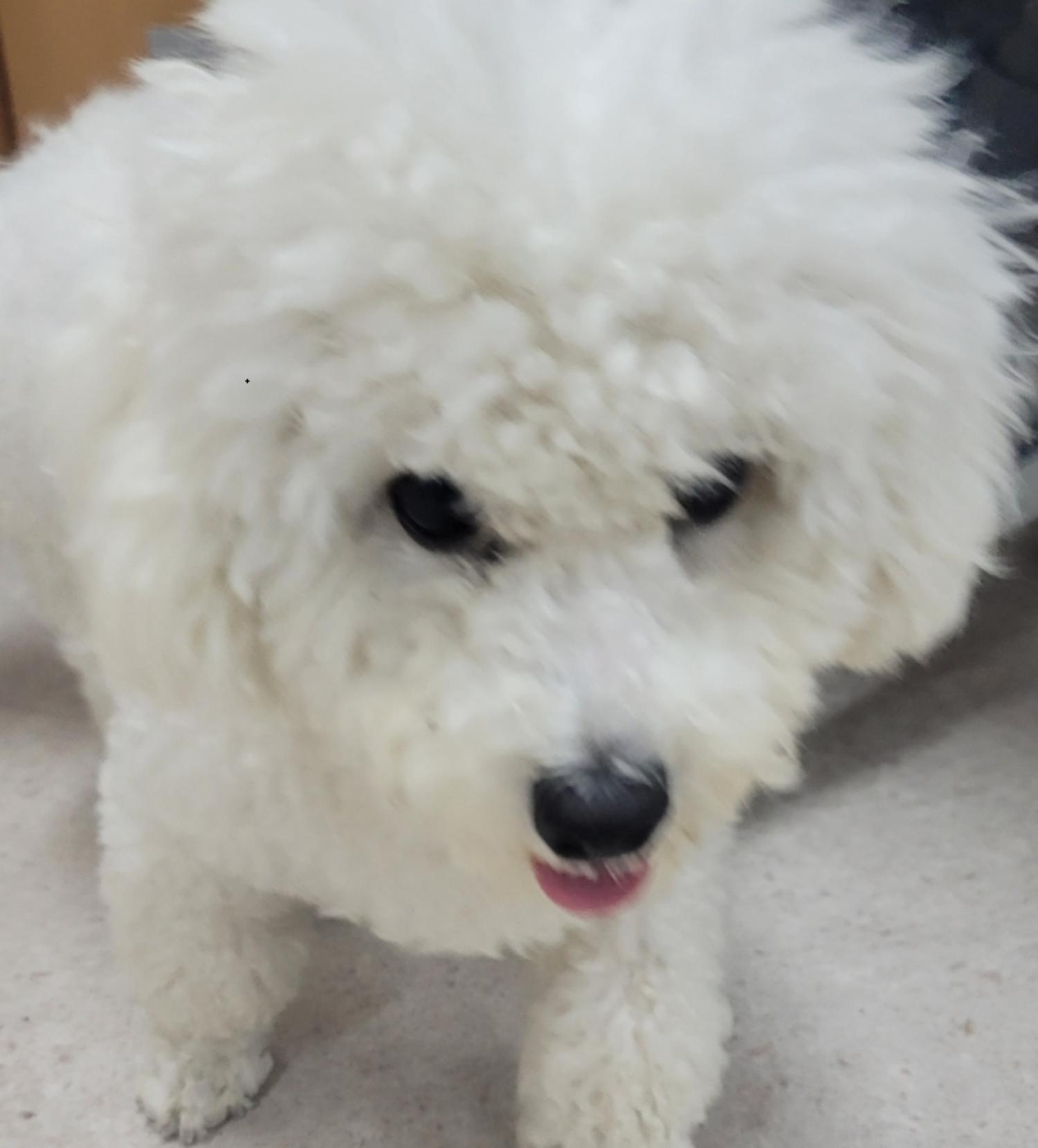 영천유기동물보호센터_447510202300202