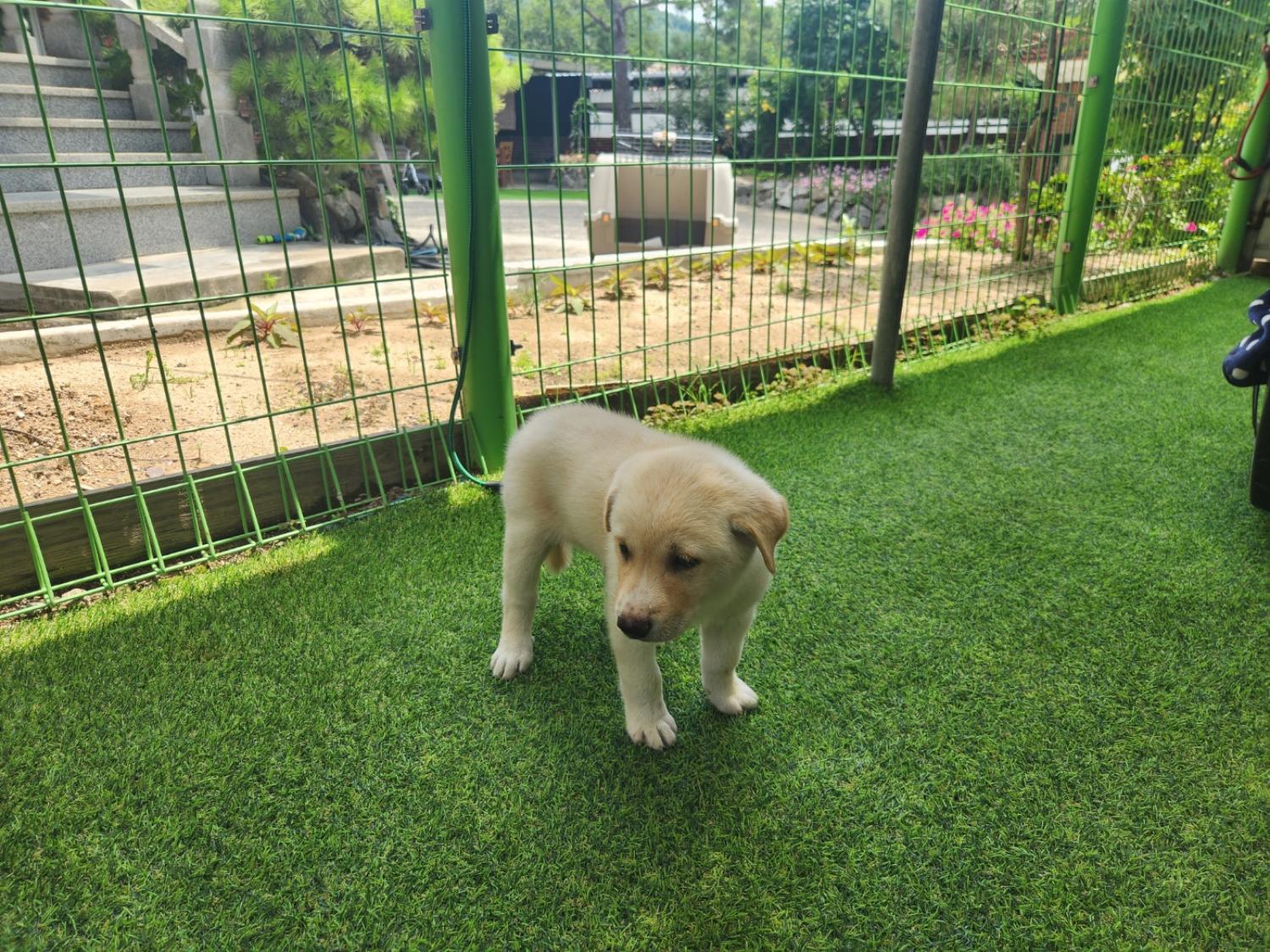 칠곡유기동물보호센터_447522202300129