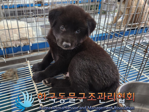 한국동물구조관리협회_441559202300542