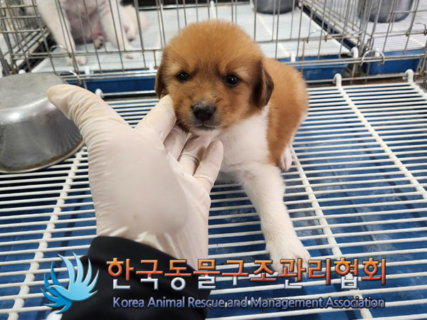 한국동물구조관리협회_441406202300977