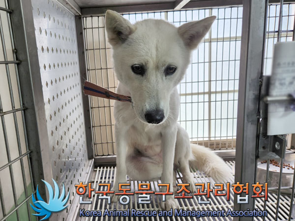 한국동물구조관리협회_441409202301080