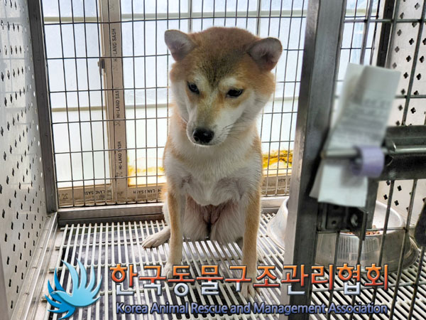 한국동물구조관리협회_411303202300311