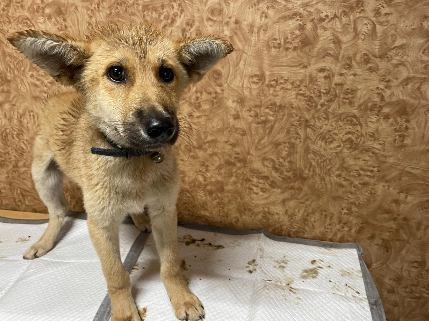 순천시유기동물보호소_446482202300603