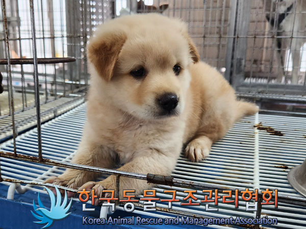 한국동물구조관리협회_441406202300974