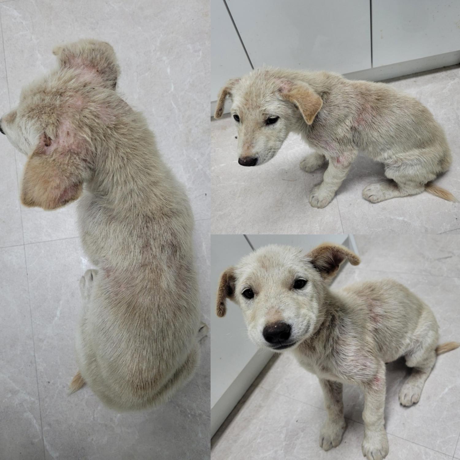 논산시 동물보호센터_444454202300576
