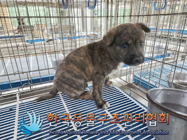 한국동물구조관리협회_441559202300549