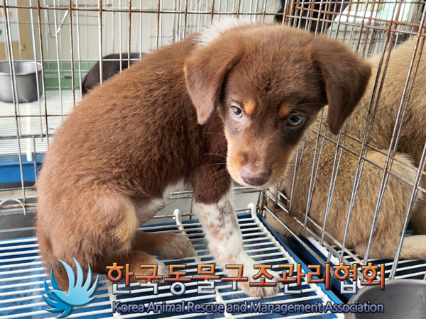 한국동물구조관리협회_441392202300141