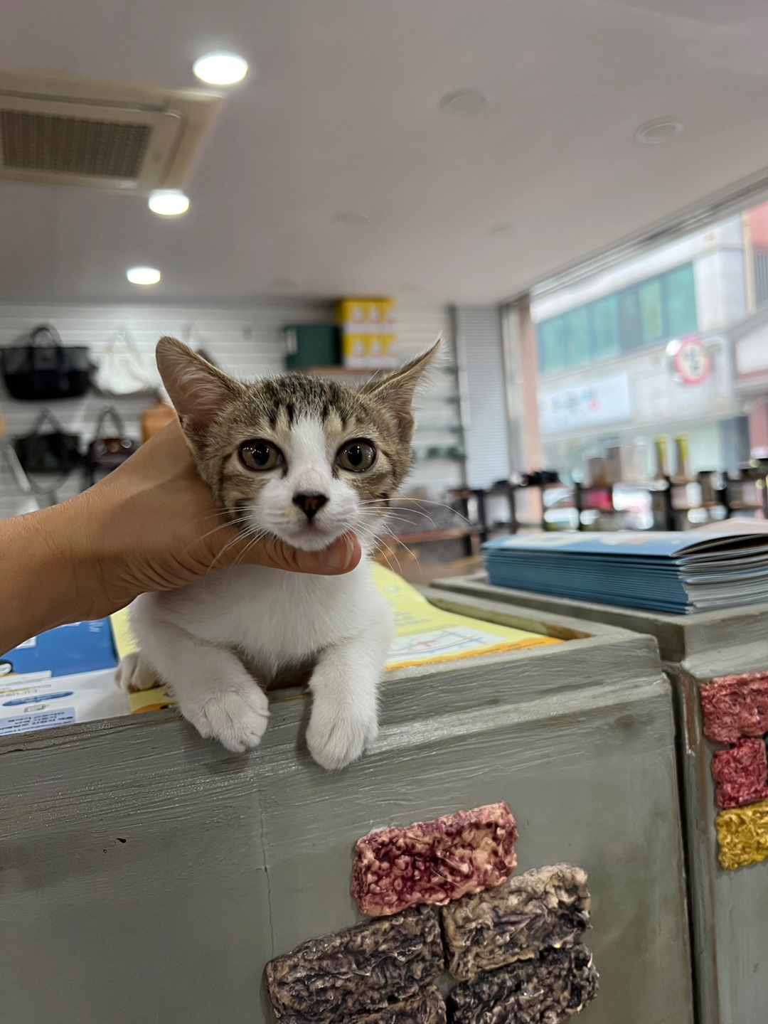 광주 동물보호소_429360202300579