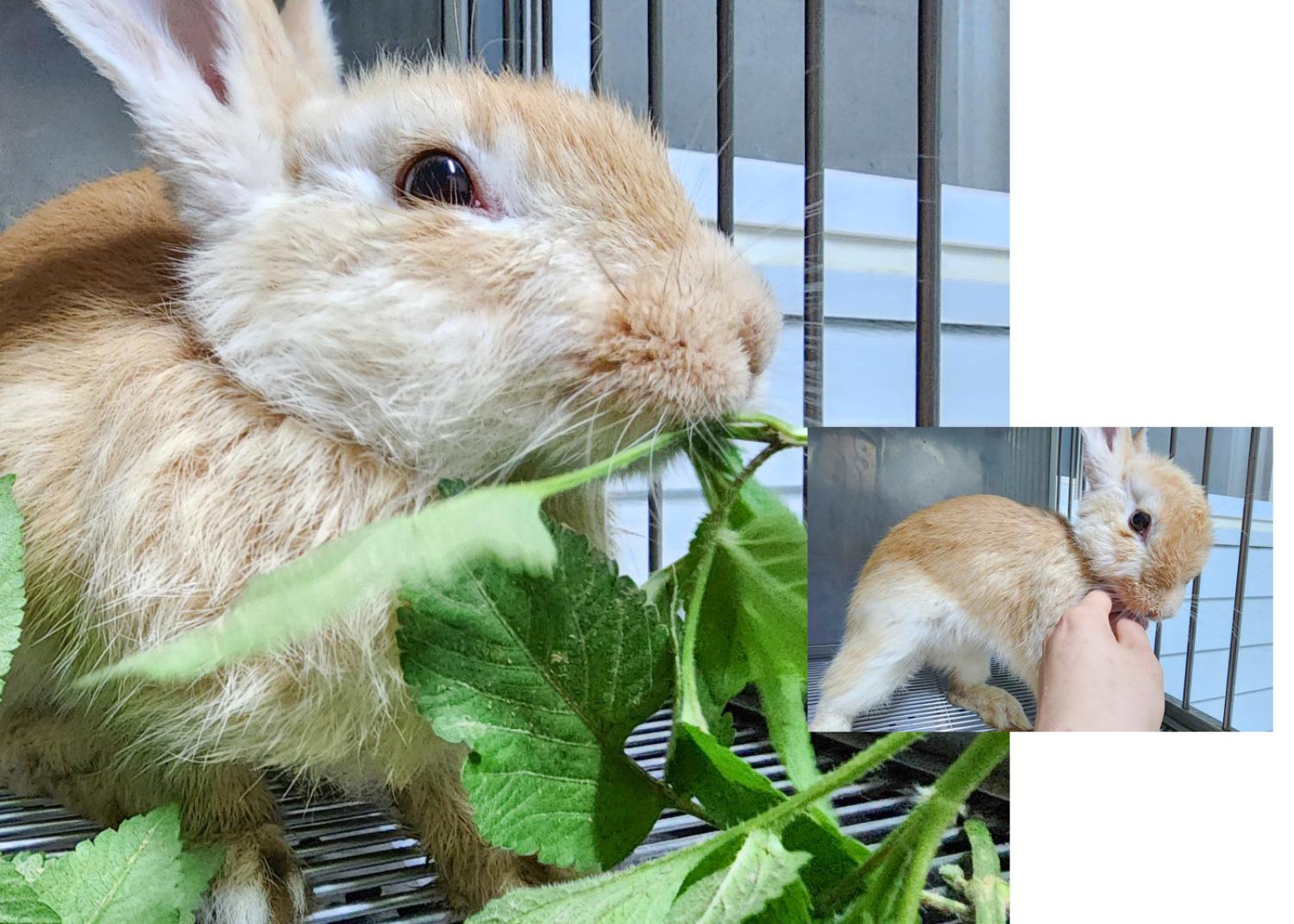 (사)영일동물플러스_447502202300679