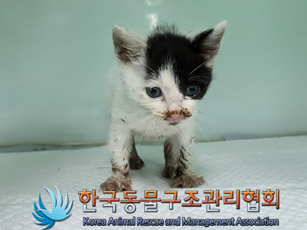 한국동물구조관리협회_411307202300251