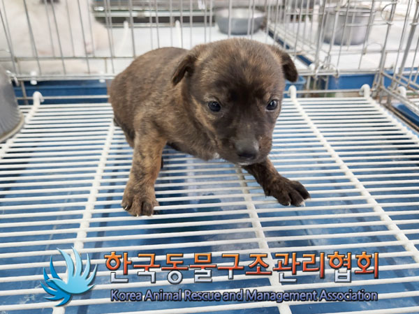 한국동물구조관리협회_441406202300981