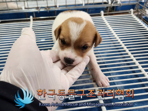 한국동물구조관리협회_441406202300982