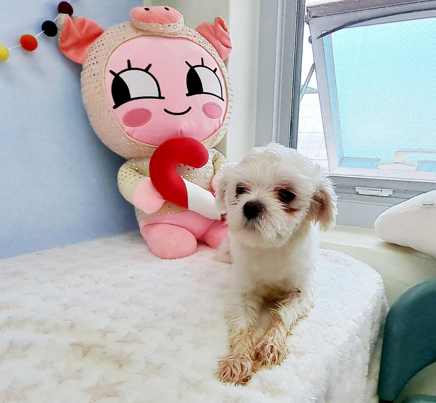 통영시동물보호센터_448533202300351