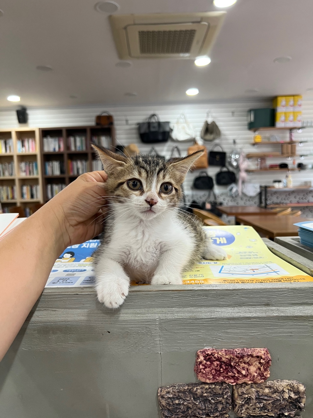 광주 동물보호소_429360202300580