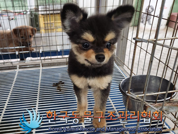 한국동물구조관리협회_441392202300142