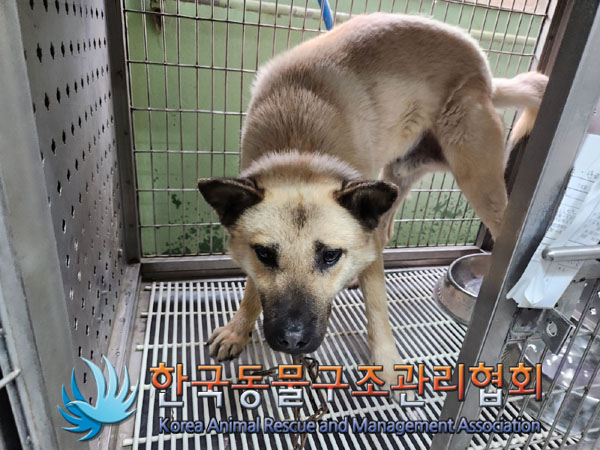 한국동물구조관리협회_411307202300252