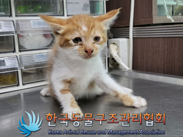 한국동물구조관리협회_441414202300428