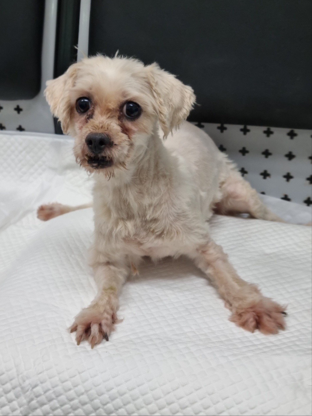 용인시 동물보호센터_441405202302309